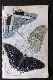 Jardine 1837 Hand Col Butterfly Print. Nymphalis Ethiocles, Tiridates 17