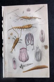 Jardine 1837 Hand Col Print. Food of the Whale 03