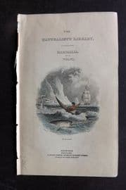 Jardine 1837 Hand Col Print. Narwhal, Illustrated Title Page