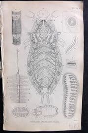 Jardine 1840 Antique Insect Print. Circulating & Respiratory Organs 03