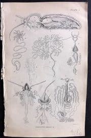 Jardine 1840 Antique Insect Print. Digestive Organs 02