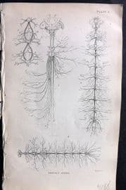 Jardine 1840 Antique Insect Print. Nervous System 04