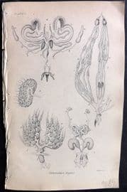 Jardine 1840 Antique Insect Print. Nervous System 05