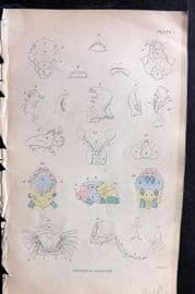 Jardine 1840 Hand Col Insect Print. External Anatomy 01