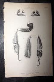 Jardine 1843 Antique Print. Anatomical Structure of the Bee 02