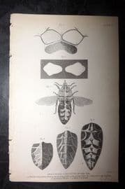 Jardine 1843 Antique Print. Anatomical Structure of the Bee 03