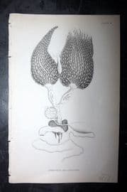 Jardine 1843 Antique Print. Ovarium of the Queen Bee 04