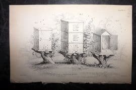 Jardine 1843 Antique Print. Wooden Hives 11