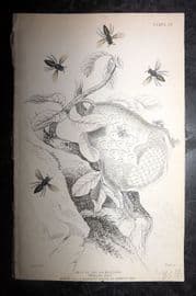 Jardine 1843 Hand Col Print. Nest of the Lecheguana Wasps 28