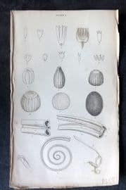 Jardine C1840 Antique Butterfly Print. Elementary and Anatomical Figures 01