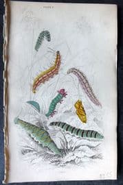 Jardine C1840 Hand Col Butterfly Print. Caterpillars &c 03
