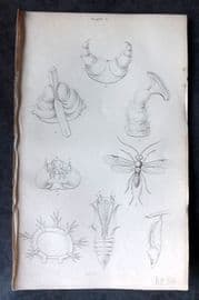 Jardine C1840 Hand Col Butterfly Print. Elementary and Anatomical Figures 02