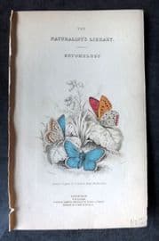 Jardine C1840 Hand Col Butterfly Print. Large Copper & Common Blue Illus. Title