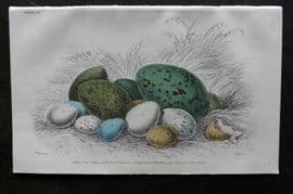 Jardine C1850 Hand Col Bird Egg Print. Crow, Raven, Robin, Goldfinch, Magpie 29