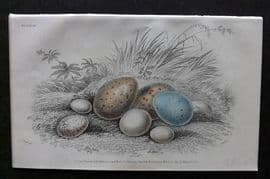 Jardine C1850 Hand Col Bird Egg Print. Song Thrush, Wren, Jay, Kingfisher 28