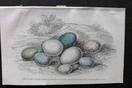 Jardine C1850 Hand Col Bird Egg Print. Woodpecker, Shrike, Hoopoe, Blackbird 30