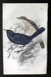 Jardine C1850 Hand Col Bird Print. Blackbird & Song Thrush 03
