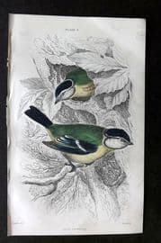 Jardine C1850 Hand Col Bird Print. Blue Titmouse 09