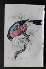 Jardine C1850 Hand Col Bird Print. Bullfinch 19