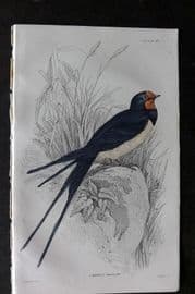 Jardine C1850 Hand Col Bird Print. Chimney Swallow 27