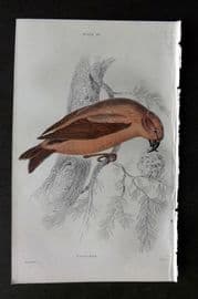 Jardine C1850 Hand Col Bird Print. Crossbill 20