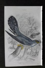 Jardine C1850 Hand Col Bird Print. Cuckoo 24