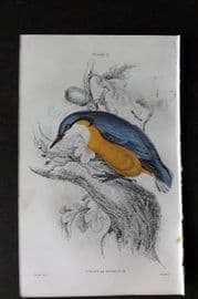 Jardine C1850 Hand Col Bird Print. European Nuthatch 22