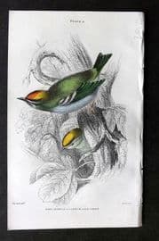 Jardine C1850 Hand Col Bird Print. Fire Crowned & Common Goldcrest 08