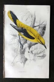Jardine C1850 Hand Col Bird Print. Golden Oriole 04