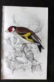 Jardine C1850 Hand Col Bird Print. Goldfinch 16