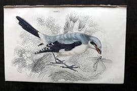 Jardine C1850 Hand Col Bird Print. Great Cinerous Shrike 01