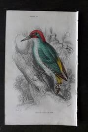Jardine C1850 Hand Col Bird Print. Green Woodpecker 21