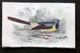 Jardine C1850 Hand Col Bird Print. Grey Wagtail 10