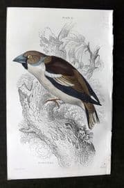 Jardine C1850 Hand Col Bird Print. Hawfinch 15