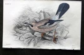 Jardine C1850 Hand Col Bird Print. Jay 13