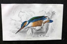 Jardine C1850 Hand Col Bird Print. Kingfisher 26