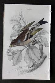 Jardine C1850 Hand Col Bird Print. Mountain Finch 17