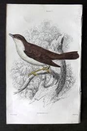 Jardine C1850 Hand Col Bird Print. Nightingale 07