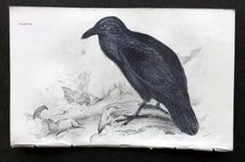 Jardine C1850 Hand Col Bird Print. Raven 12