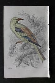 Jardine C1850 Hand Col Bird Print. Roller 25
