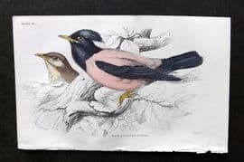 Jardine C1850 Hand Col Bird Print. Rose Coloured Pastor 14