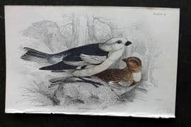 Jardine C1850 Hand Col Bird Print. Snow Bunting 18