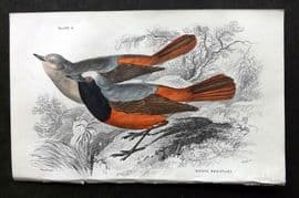 Jardine C1850 Hand Col Bird Print. Tithy's Redstart 06