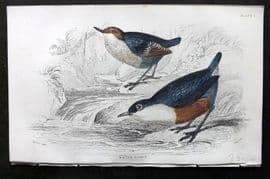 Jardine C1850 Hand Col Bird Print. Water Ouzel 02