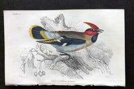 Jardine C1850 Hand Col Bird Print. Waxwing or Bohemian Chaterrer 11
