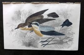 Jardine C1850 Hand Col Bird Print. Wheatear 05