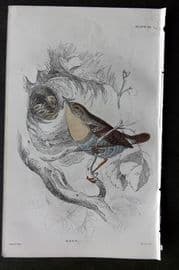 Jardine C1850 Hand Col Bird Print. Wren 23
