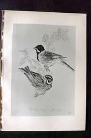 Jemima Blackburn 1895 Antique Bird Print. Black-headed Bunting