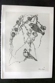 Jemima Blackburn 1895 Antique Bird Print. Blue Tit