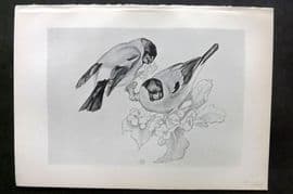 Jemima Blackburn 1895 Antique Bird Print. Bullfinch